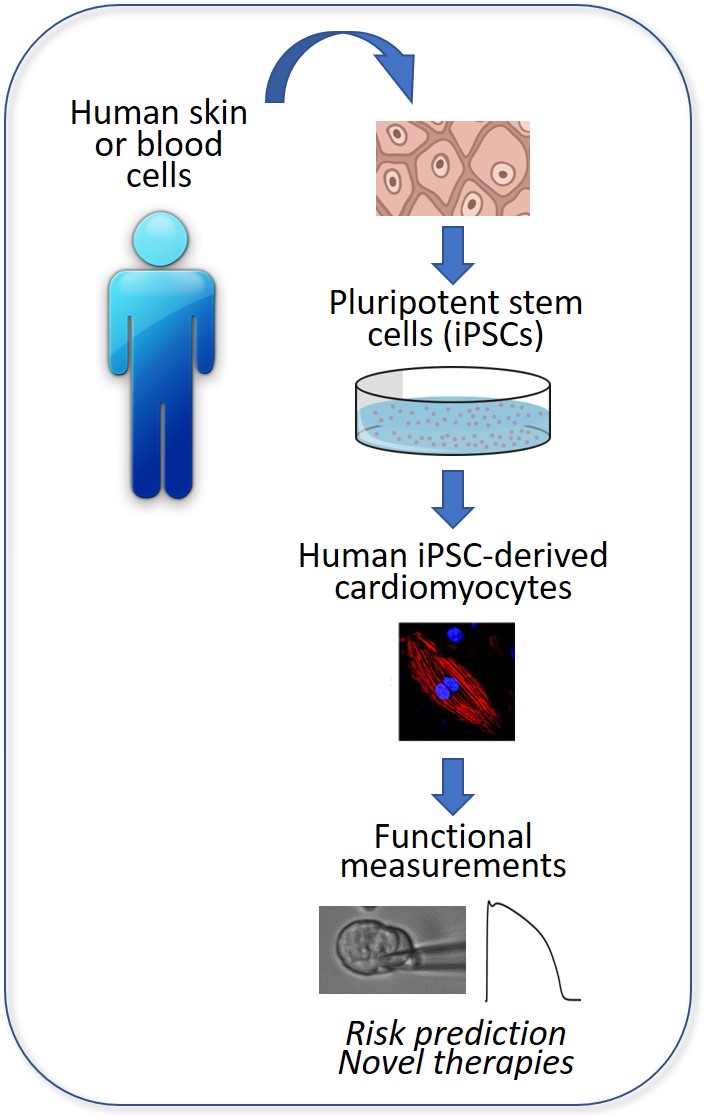 scheme%20hiPSC
